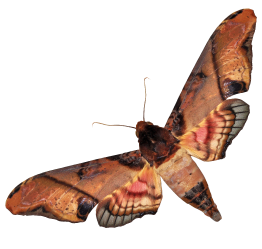 moth 1