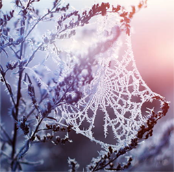 Frozen web