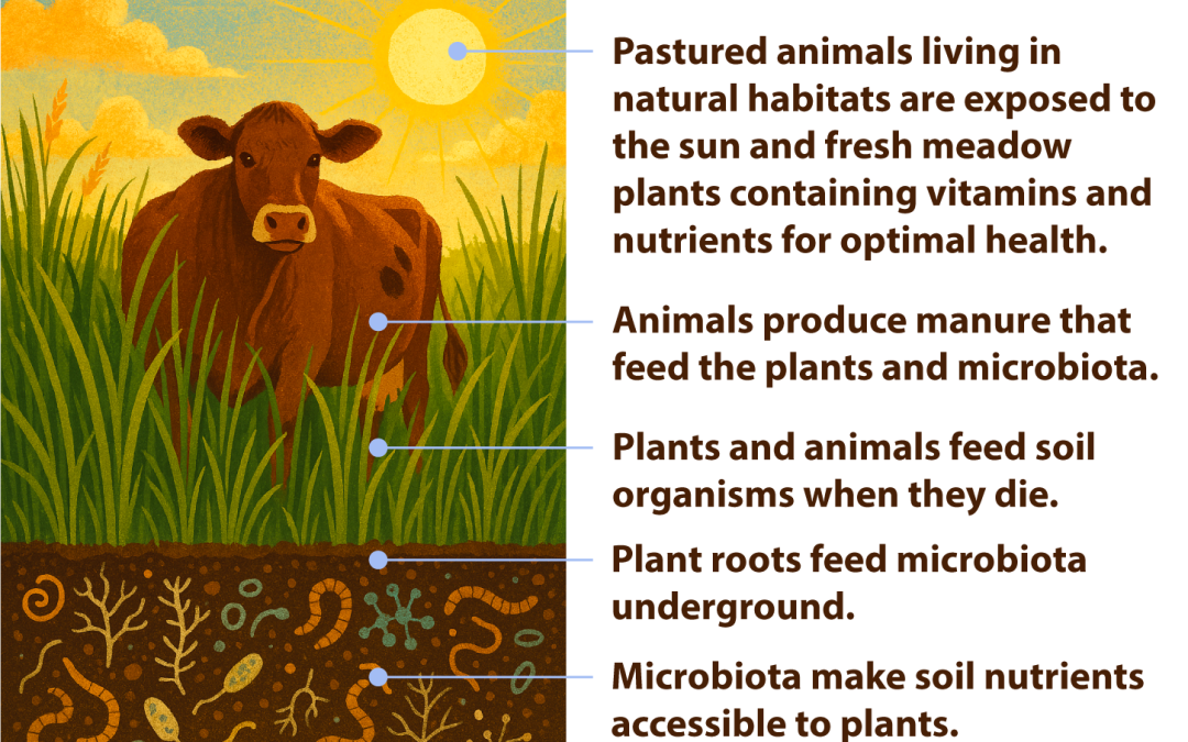 Living in Balance with Animals, Plants & Minerals
