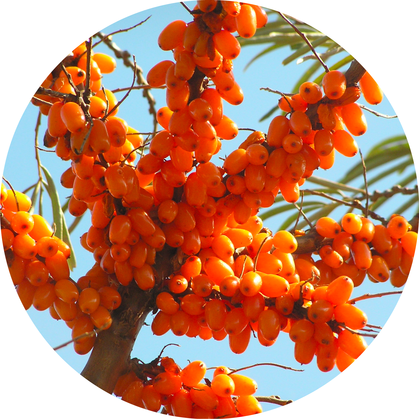 sea-buckthorne sea buckthorne berries